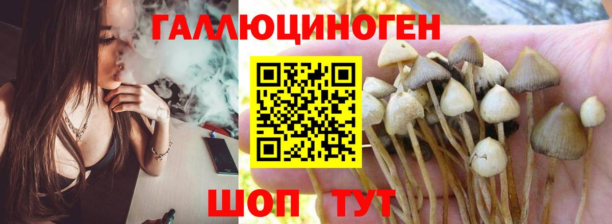 Галлюциногенные грибы Psilocybine cubensis Сосновоборск